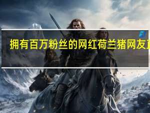 拥有百万粉丝的网红荷兰猪 网友直呼：日子过得比我精致多了