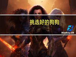 挑选好的狗狗