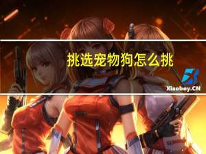 挑选宠物狗怎么挑