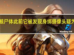 挪威海岸发现白鲸尸体 此前它被发现身绑摄像头 疑为俄训练"间谍鲸