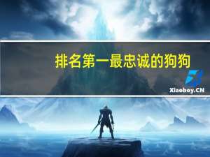 排名第一最忠诚的狗狗