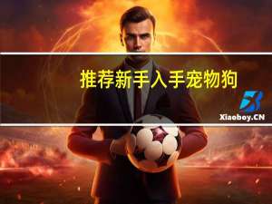 推荐新手入手宠物狗