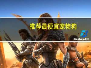 推荐最便宜宠物狗
