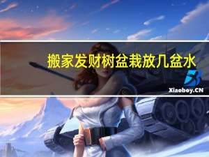 搬家发财树盆栽放几盆水