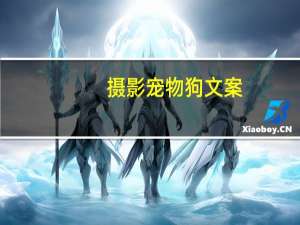 摄影宠物狗文案