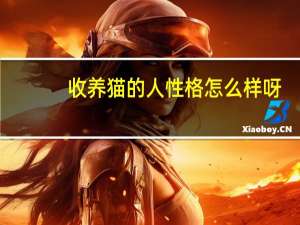 收养猫的人性格怎么样呀