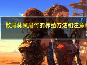 散尾葵凤尾竹的养殖方法和注意事项