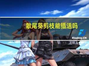 散尾葵剪枝能插活吗