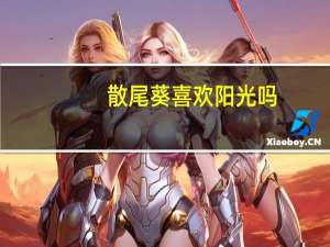 散尾葵喜欢阳光吗