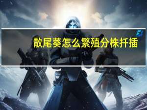 散尾葵怎么繁殖分株扦插