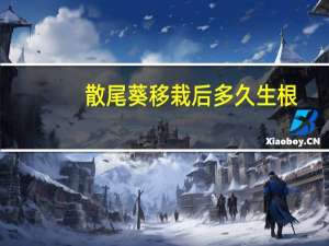 散尾葵移栽后多久生根