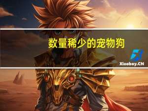 数量稀少的宠物狗