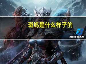 斑鸠是什么样子的