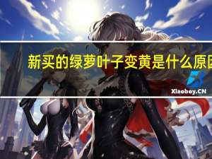 新买的绿萝叶子变黄是什么原因