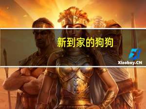 新到家的狗狗