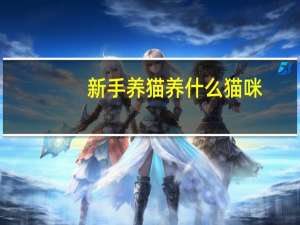 新手养猫养什么猫咪