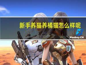 新手养猫养橘猫怎么样呢