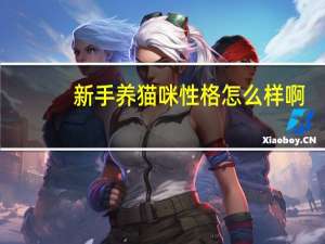 新手养猫咪性格怎么样啊