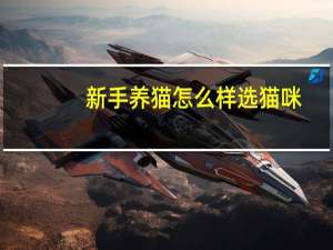 新手养猫怎么样选猫咪