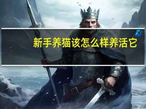 新手养猫该怎么样养活它