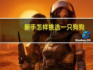 新手怎样挑选一只狗狗