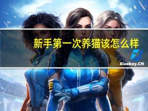 新手第一次养猫该怎么样