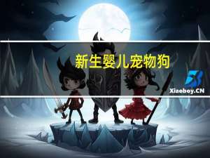新生婴儿宠物狗