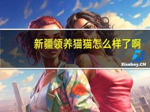 新疆领养猫猫怎么样了啊