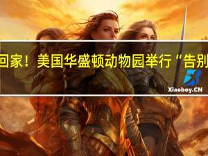 旅美大熊猫即将回家！美国华盛顿动物园举行“告别派对” 到底什么情况嘞