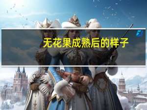无花果成熟后的样子