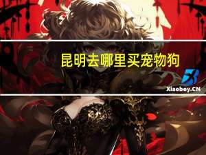 昆明去哪里买宠物狗