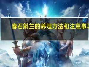 春石斛兰的养殖方法和注意事项