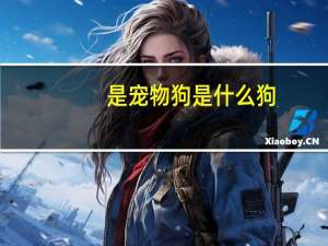 是宠物狗是什么狗