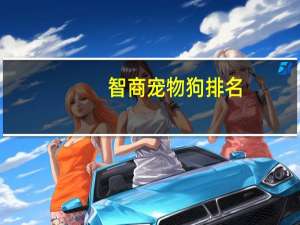 智商宠物狗排名