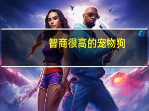 智商很高的宠物狗