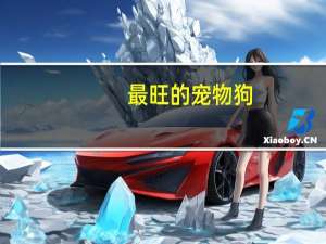 最旺的宠物狗