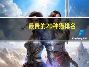 最贵的20种猫排名
