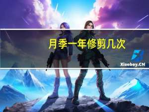 月季一年修剪几次