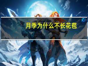 月季为什么不长花苞