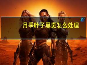 月季叶子黑斑怎么处理