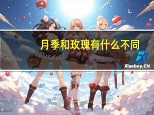 月季和玫瑰有什么不同