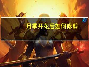 月季开花后如何修剪