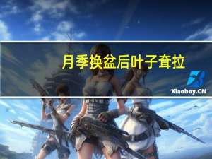 月季换盆后叶子耷拉