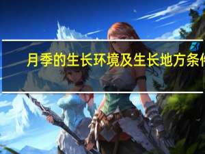 月季的生长环境及生长地方条件