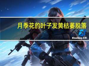 月季花的叶子发黄枯萎脱落,