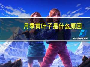 月季黄叶子是什么原因