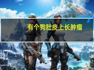 有个狗肚皮上长肿瘤