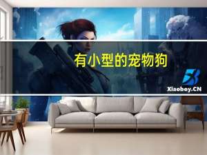 有小型的宠物狗
