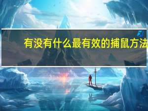 有没有什么最有效的捕鼠方法