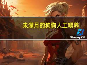 未满月的狗狗人工喂养